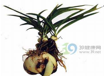 常吃且治病的百合科药