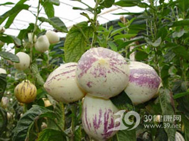 藏医常用药材“人参果”